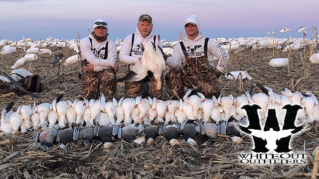 Spring Snow Goose Hunt Expectations - Whiteout Outfitters