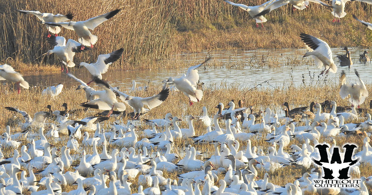 Best Times and Special Opportunities for Snow Goose Hunting
