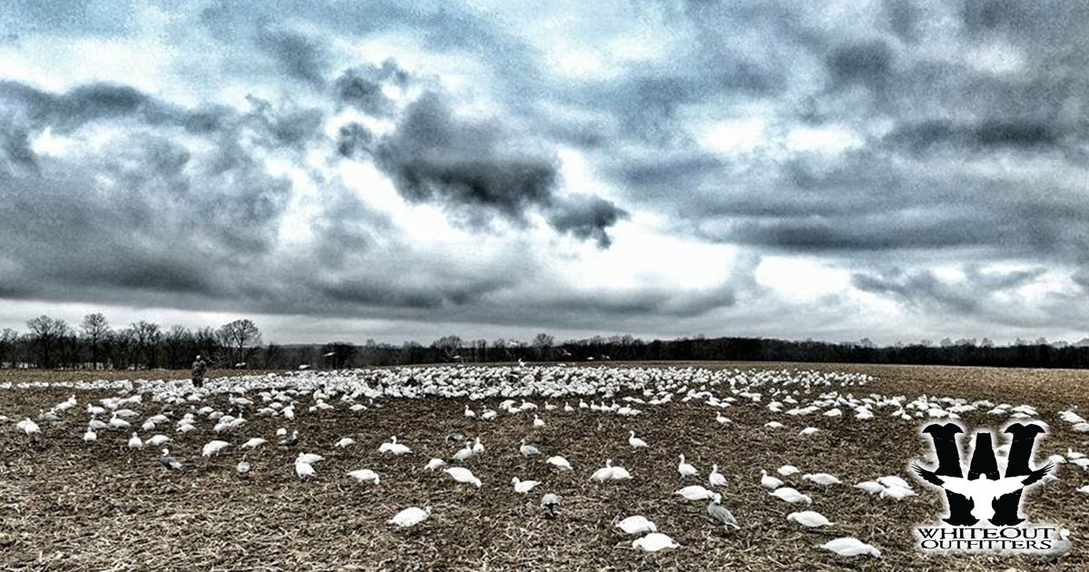 Guided Snow Goose Hunts with Whiteout Outfitters