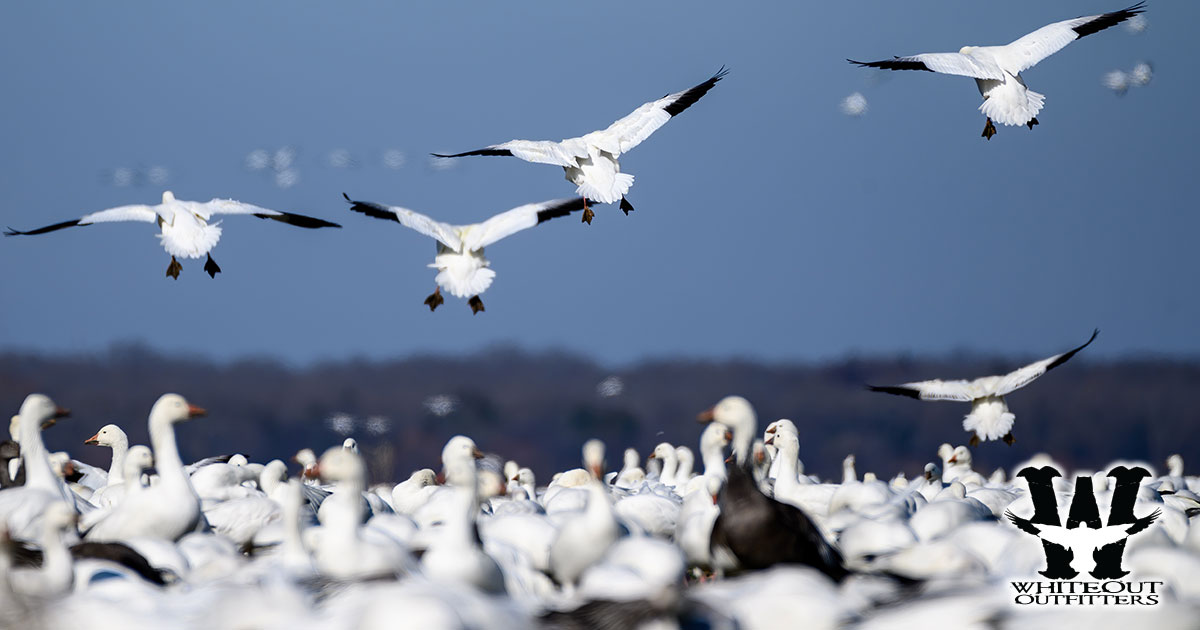 Guided Spring Snow Goose Hunts