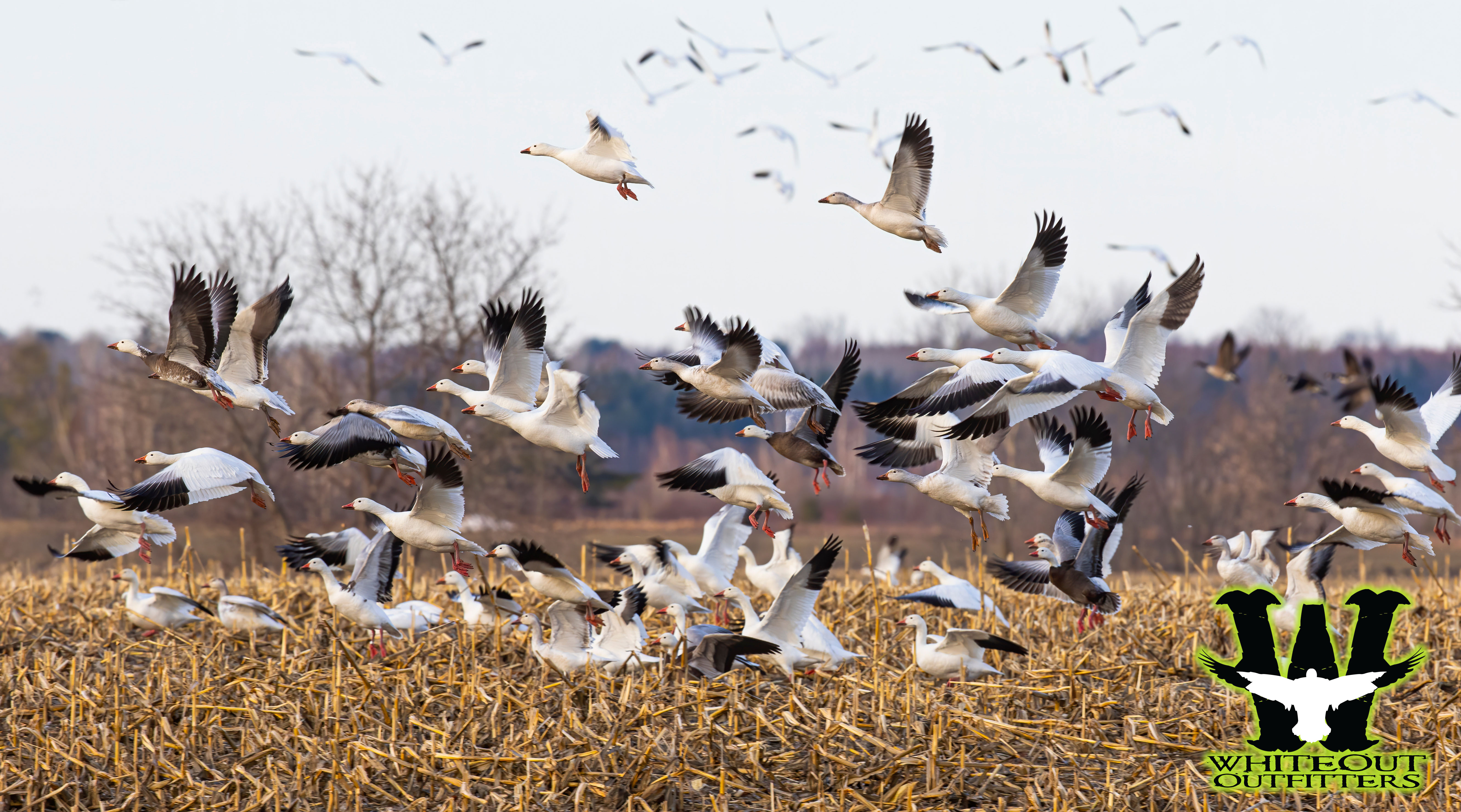 Guided Spring Snow Goose Hunts: A Thrilling Adventure