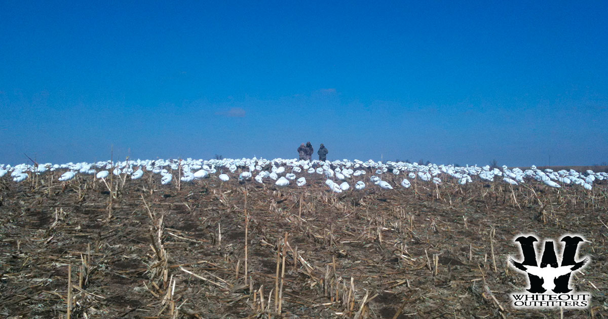 Missouri Snow Goose Hunts by Whiteout Outfitters