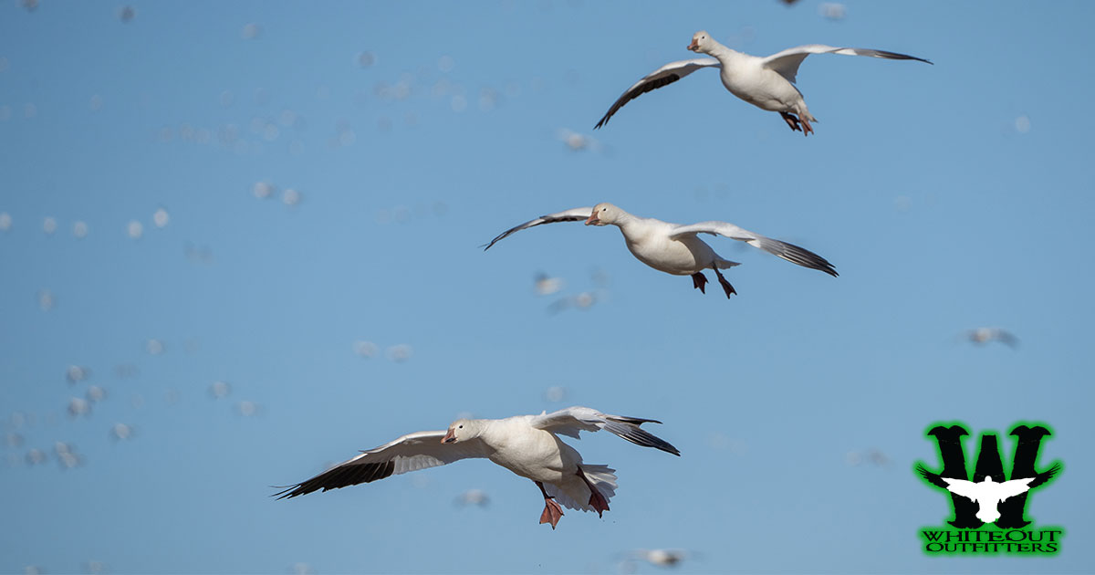 Snow Goose Hunting: An Addictive Thrill in Missouri's Spring Skies