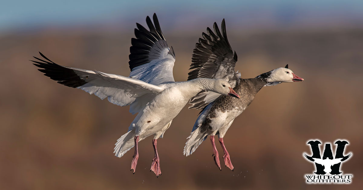 Spring Snow Goose Hunts with Whiteout Outfitters: A Conservation Hunt to Remember