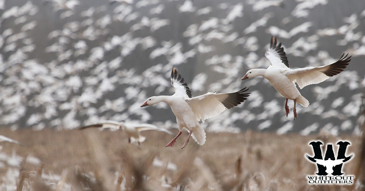 Unleash Your Inner Hunter: Snow Goose Hunting Adventures 