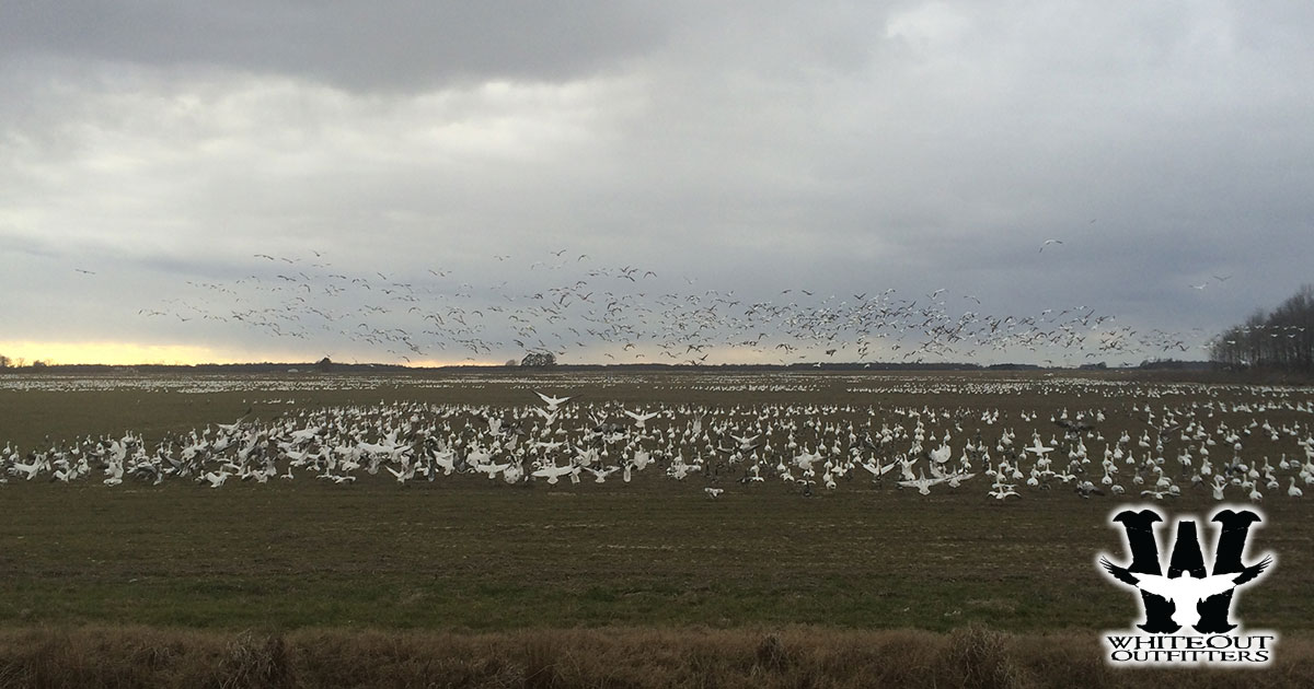 Snow Goose Hunting for Waterfowl Enthusiasts
