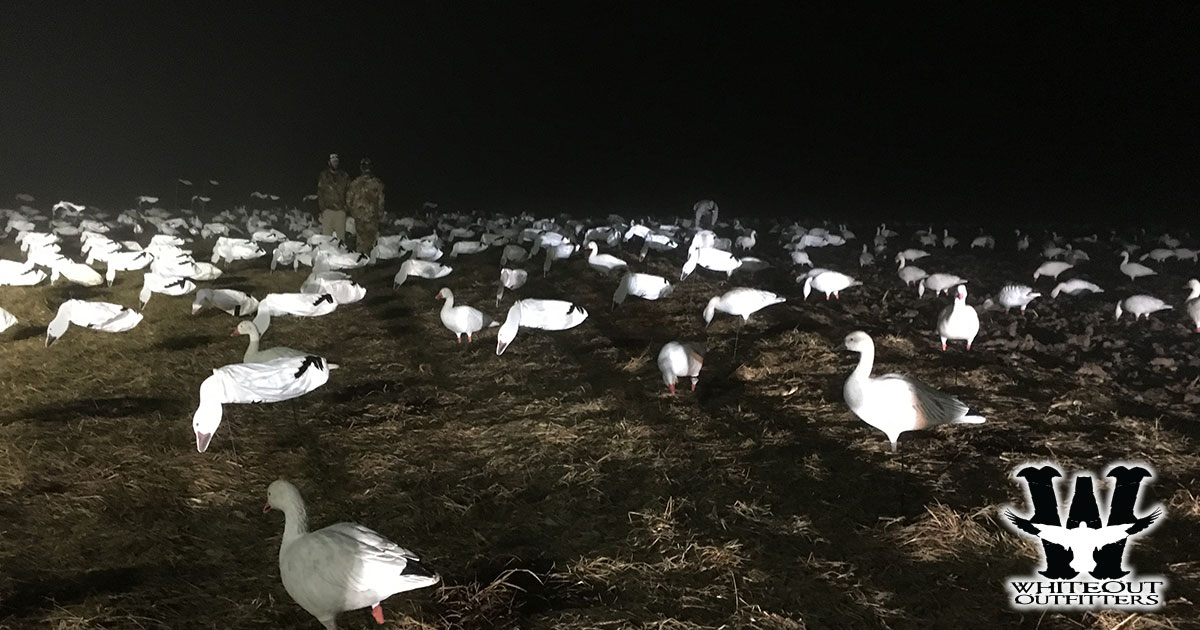 Embark on an Unforgettable Snow Goose Hunting Adventure with Whiteout Outfitters