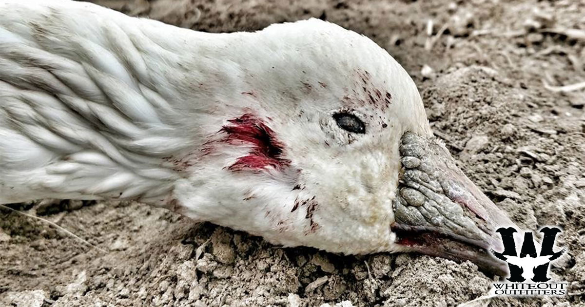Spring Conservation Snow Goose Hunts with Whiteout Outfitters: Your Gateway to Adventure and Conservation
