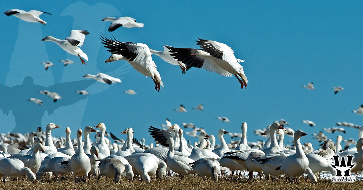 Where is the best spring snow goose hunting?