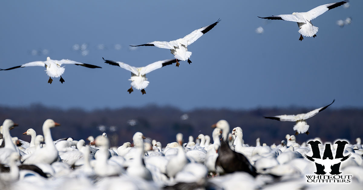 Where to Hunt Snow Geese, Discover Prime Snow Goose Hunting Locations