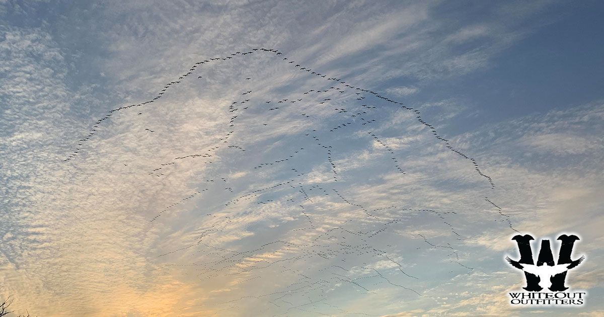 Conservation Snow Goose Hunt: The Ultimate Waterfowl Adventure