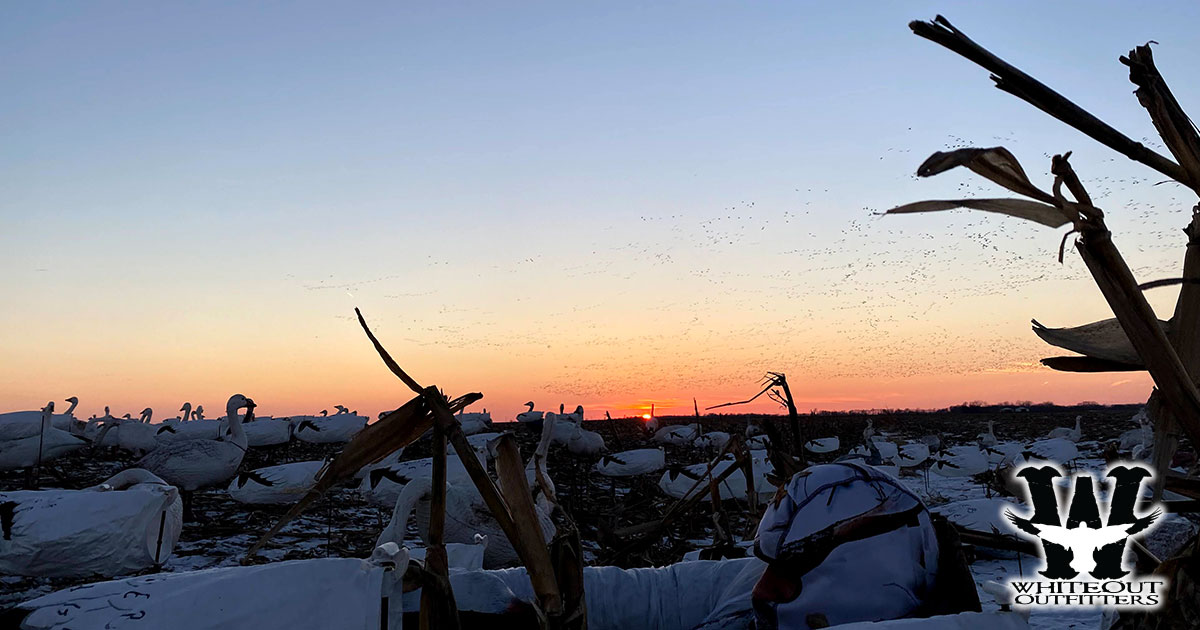 Guided Spring Snow Goose Hunts with Whiteout Outfitters