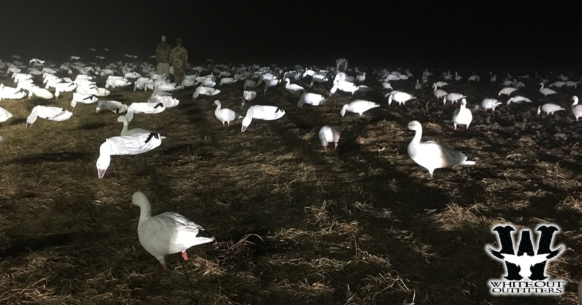 Snow Goose Conservation Hunts: Missouri's Premier Spring Hunting Experience