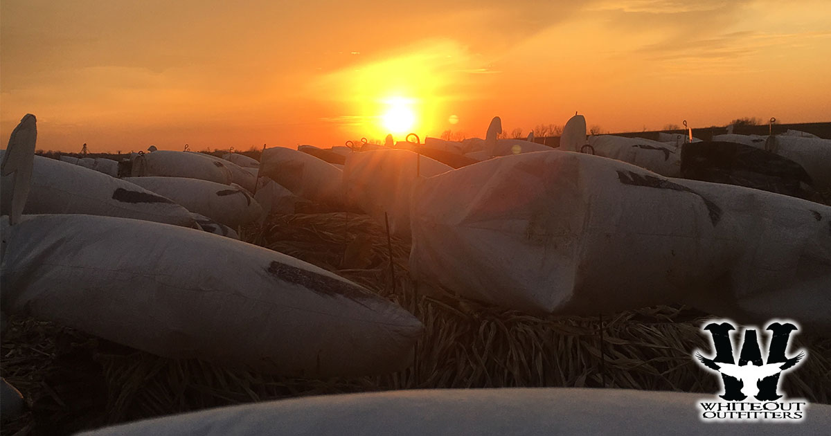 Snow Goose Hunts