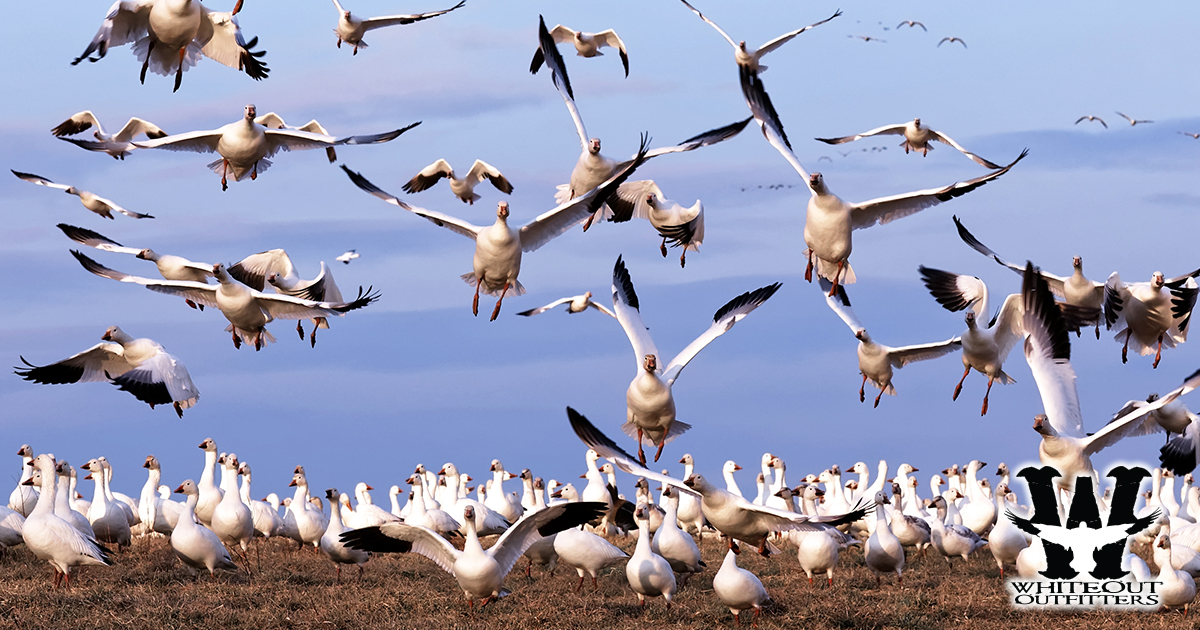 Conservation Order Snow Goose Hunting