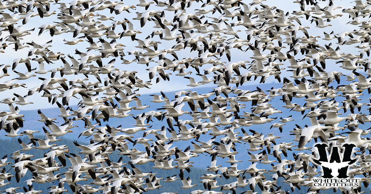 Light Goose Conservation Order and Spring Snow Goose Hunts