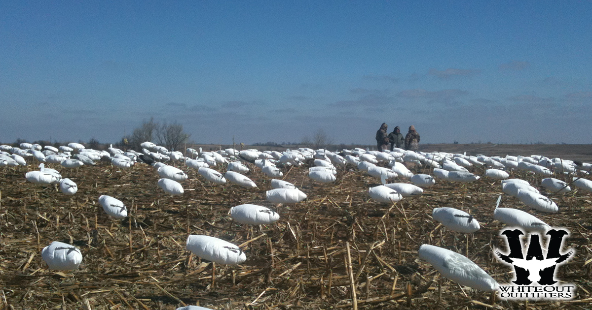 Missouri Spring Snow Goose Hunting: Experience the Thrill with Whiteout Outfitters