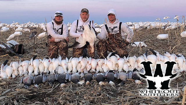 Spring Snow Goose Hunt Expectations