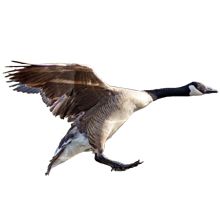 Goose Hunts & Spring Turkey Hunts