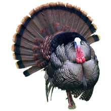 Michigan Spring Turkey Hunts