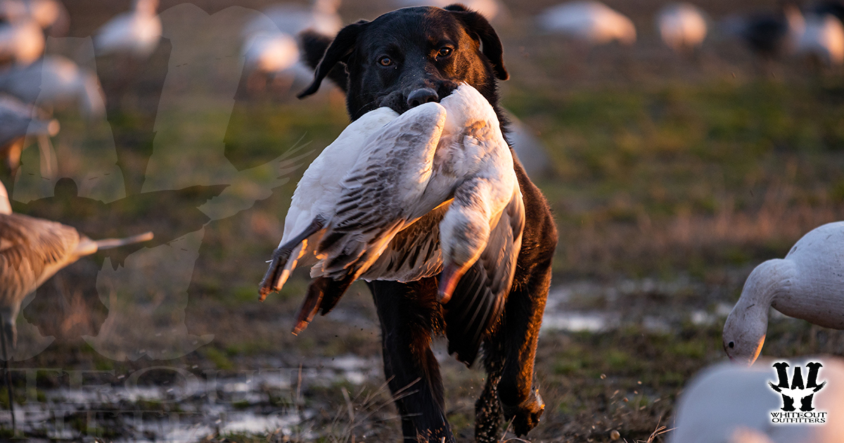 Evolution Of Snow Goose Hunting