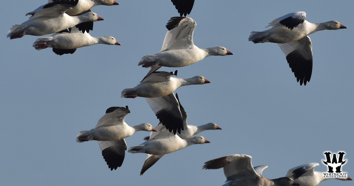 Where Is The Best Places To Snow Goose Hunt
