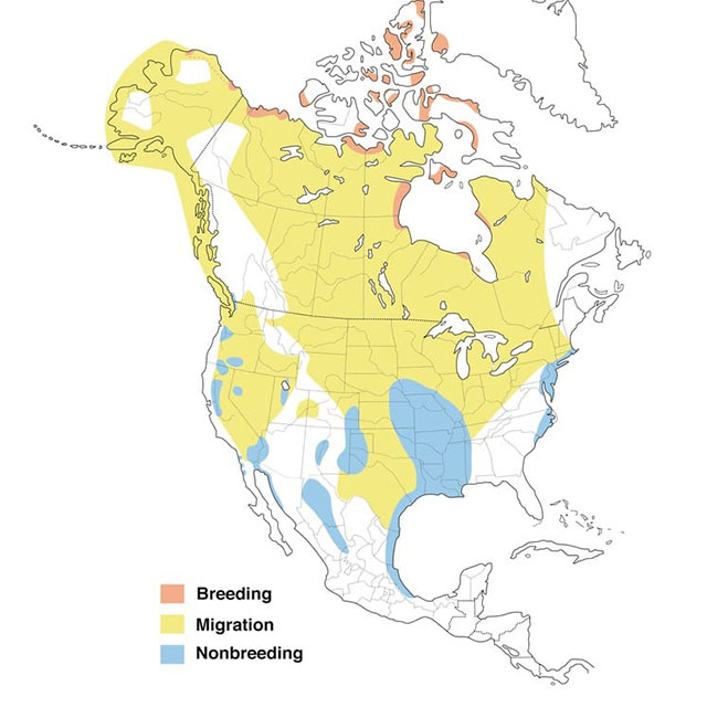 Snow Goose Migration Map