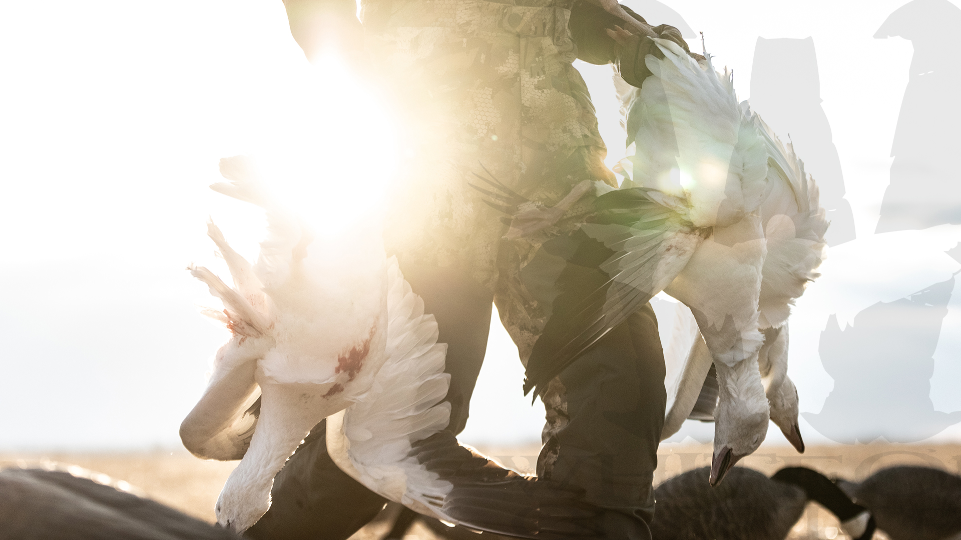 Latest Spring Snow Goose Hunting Photos