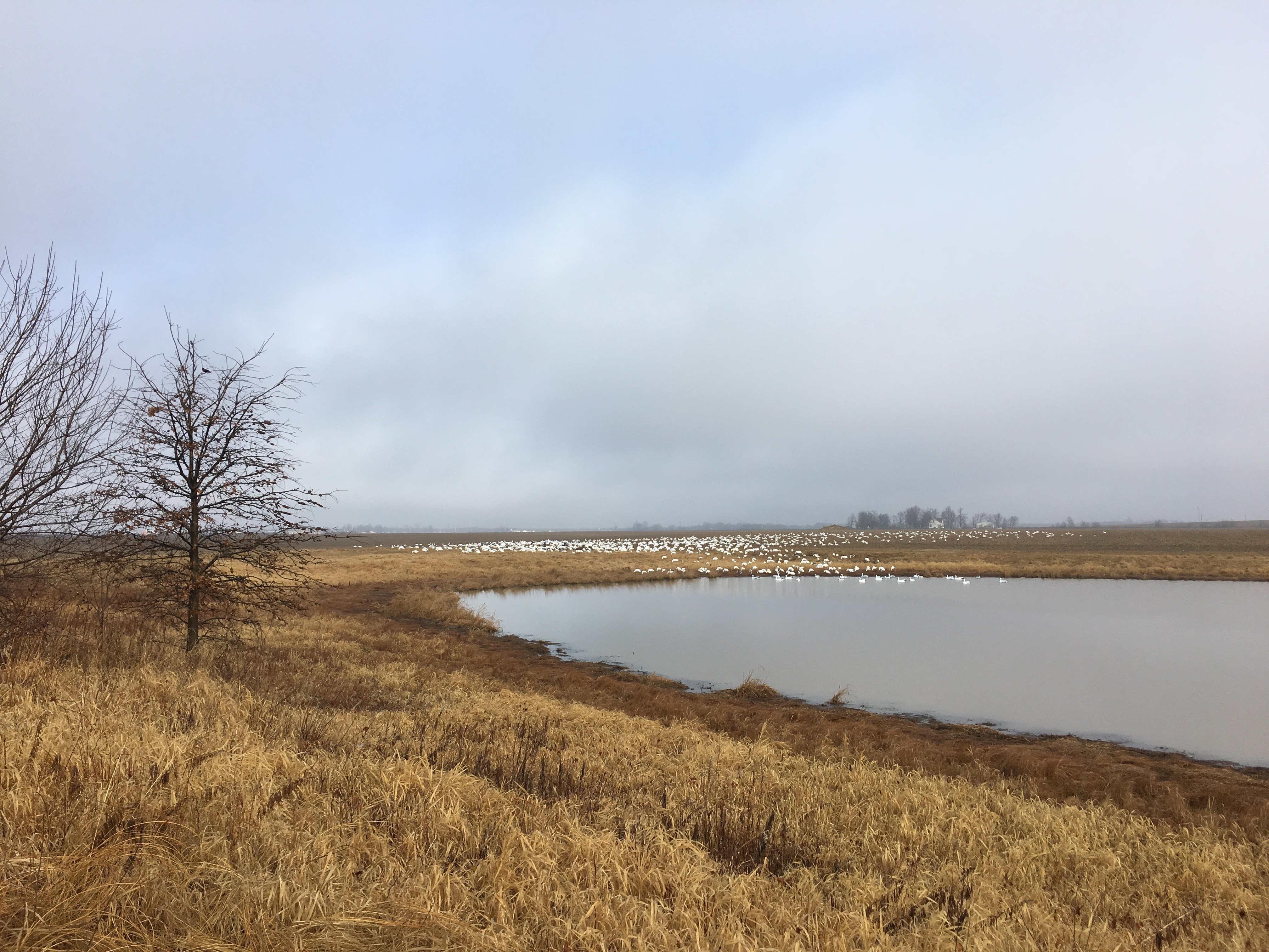 Whiteout Outfitters Spring Snow Goose Hunts IMG_0713.jpg