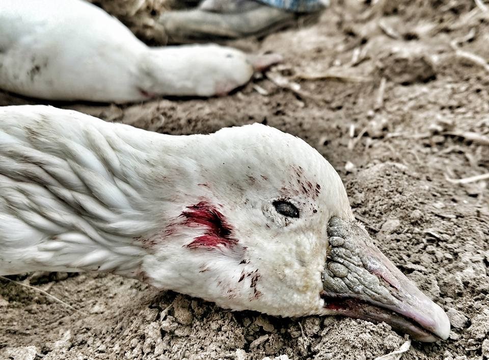 Whiteout Outfitters Spring Snow Goose Hunts IMG_0728.jpg