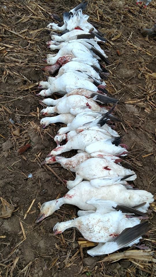 Whiteout Outfitters Spring Snow Goose Hunts IMG_0729.jpg