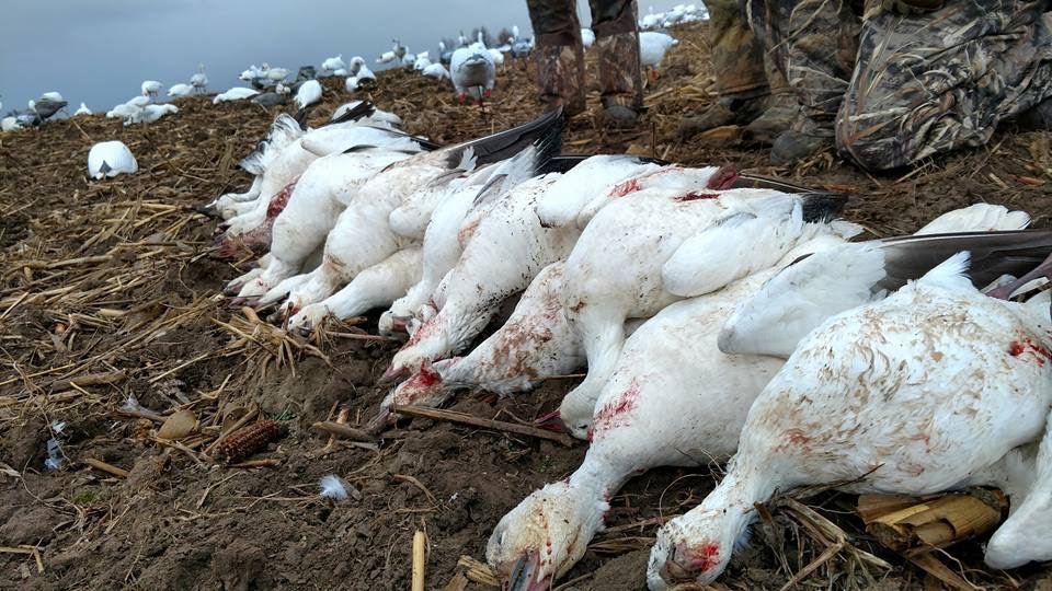 Whiteout Outfitters Spring Snow Goose Hunts IMG_0730.jpg