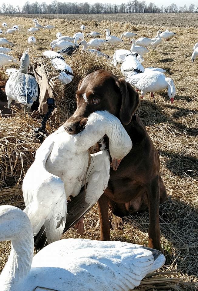 Whiteout Outfitters Spring Snow Goose Hunts IMG_0733.jpg