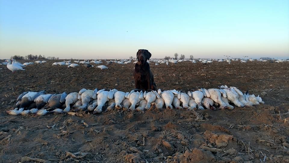 Whiteout Outfitters Spring Snow Goose Hunts IMG_0734.jpg