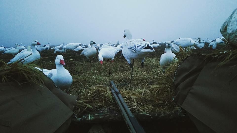 Whiteout Outfitters Spring Snow Goose Hunts IMG_0735.jpg