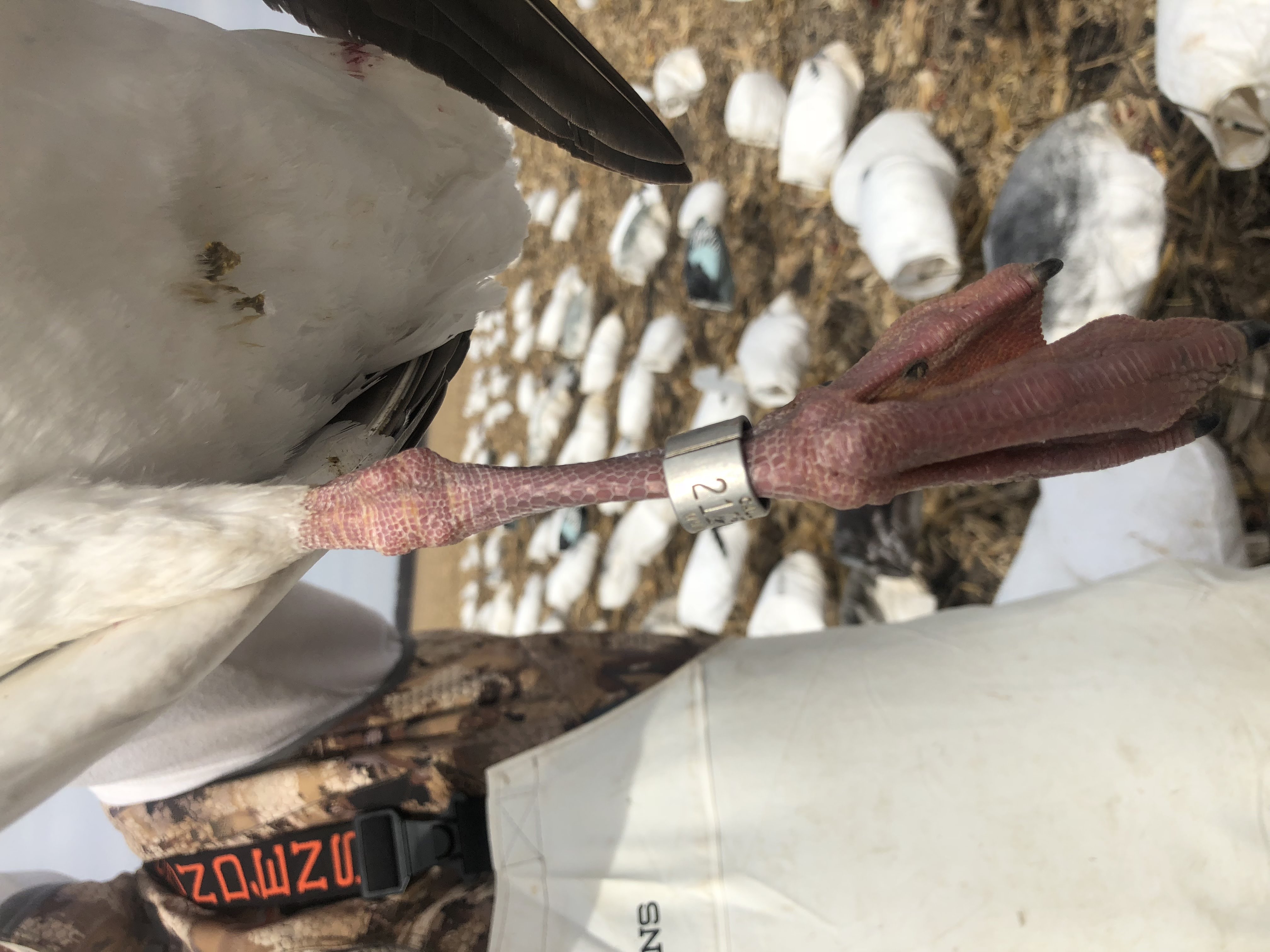 Whiteout Outfitters Spring Snow Goose Hunts IMG_1764.jpg