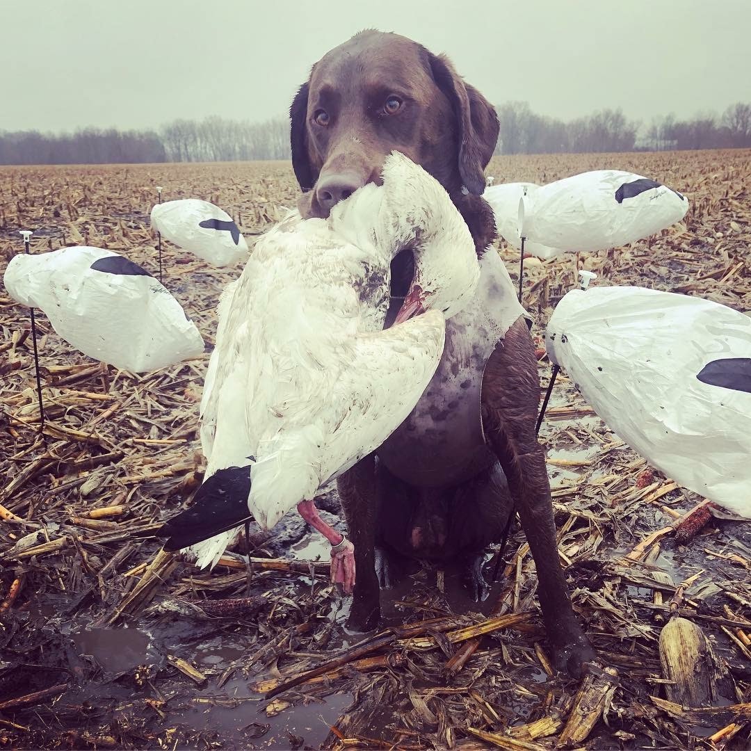 Whiteout Outfitters Spring Snow Goose Hunts IMG_2899.jpg