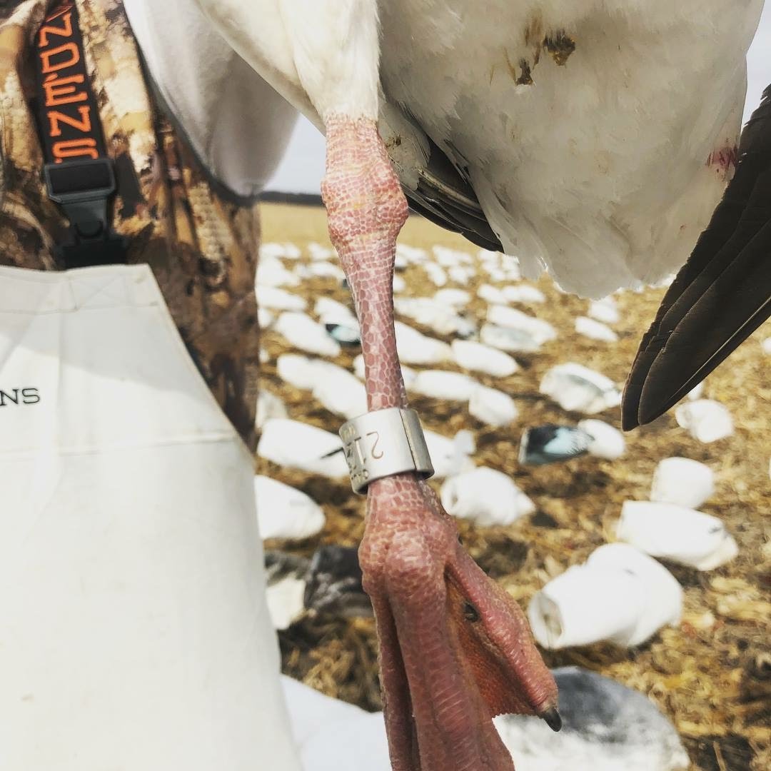 Whiteout Outfitters Spring Snow Goose Hunts IMG_2900.jpg