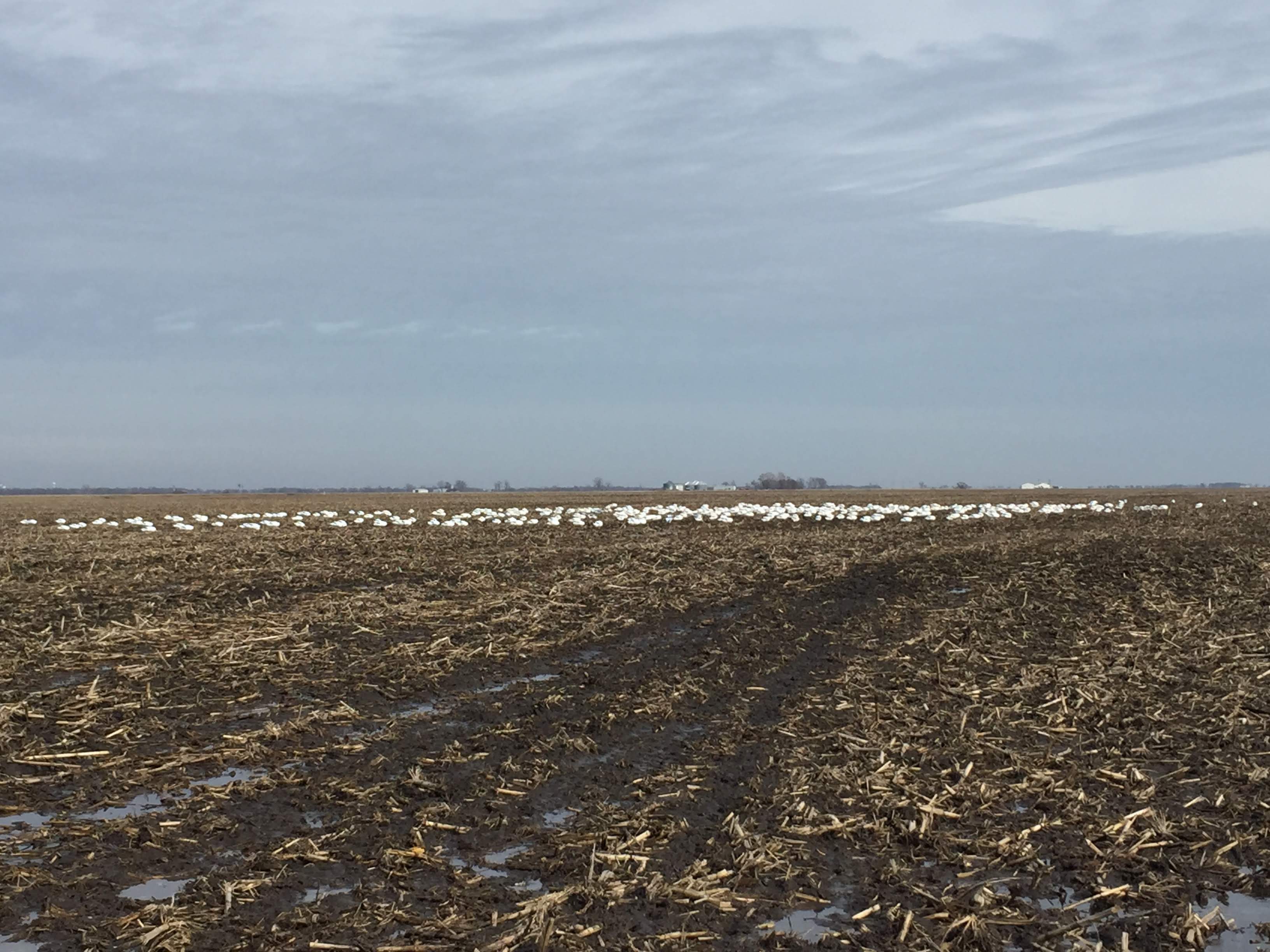 Spring Snow Goose Hunts Whiteout Outfitters 136