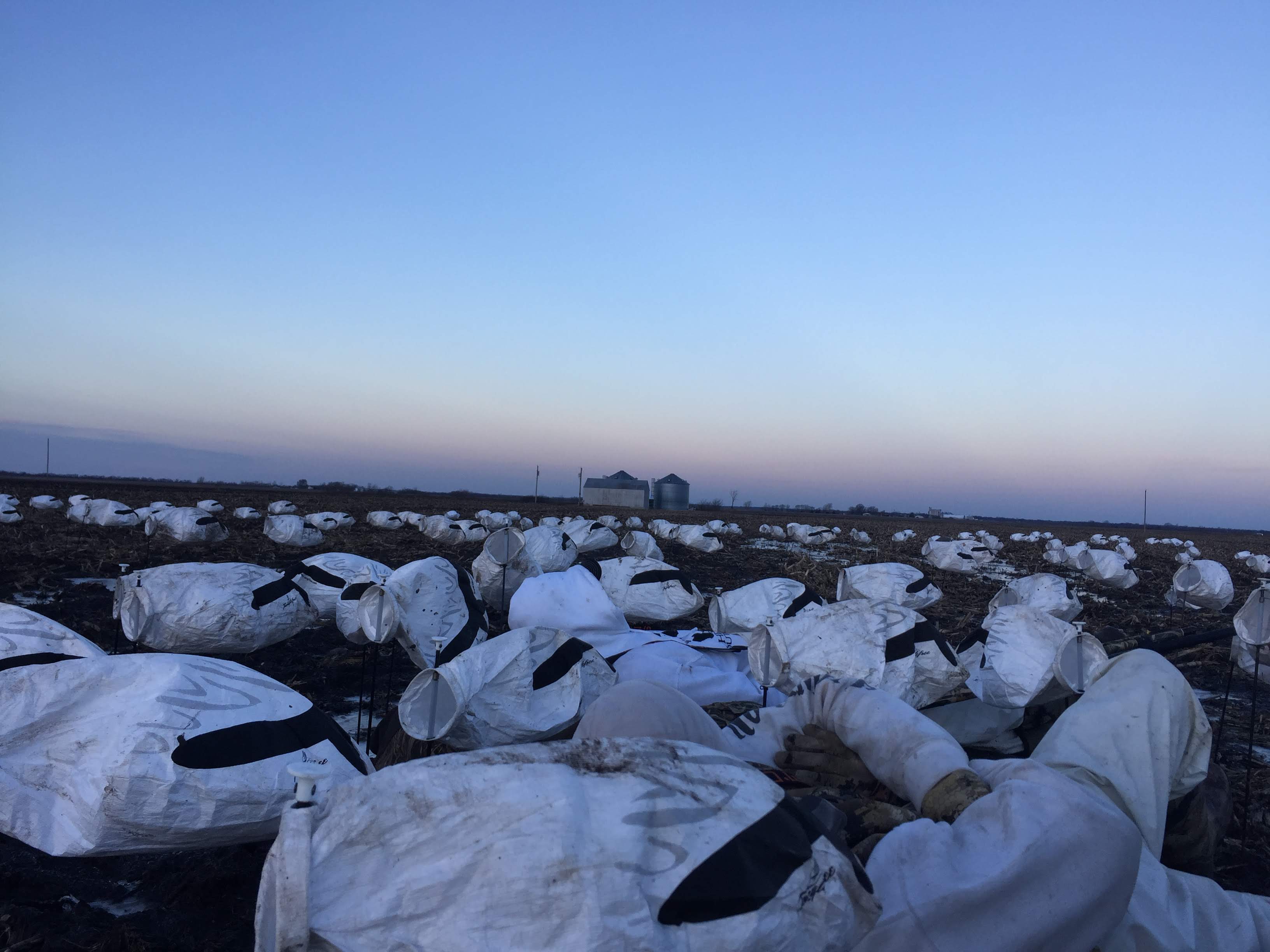 Spring Snow Goose Hunts Whiteout Outfitters 139