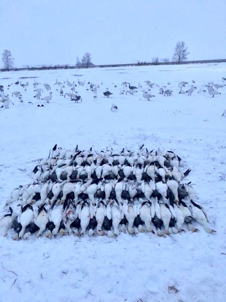 Spring Snow Goose Hunts Whiteout Outfitters 142