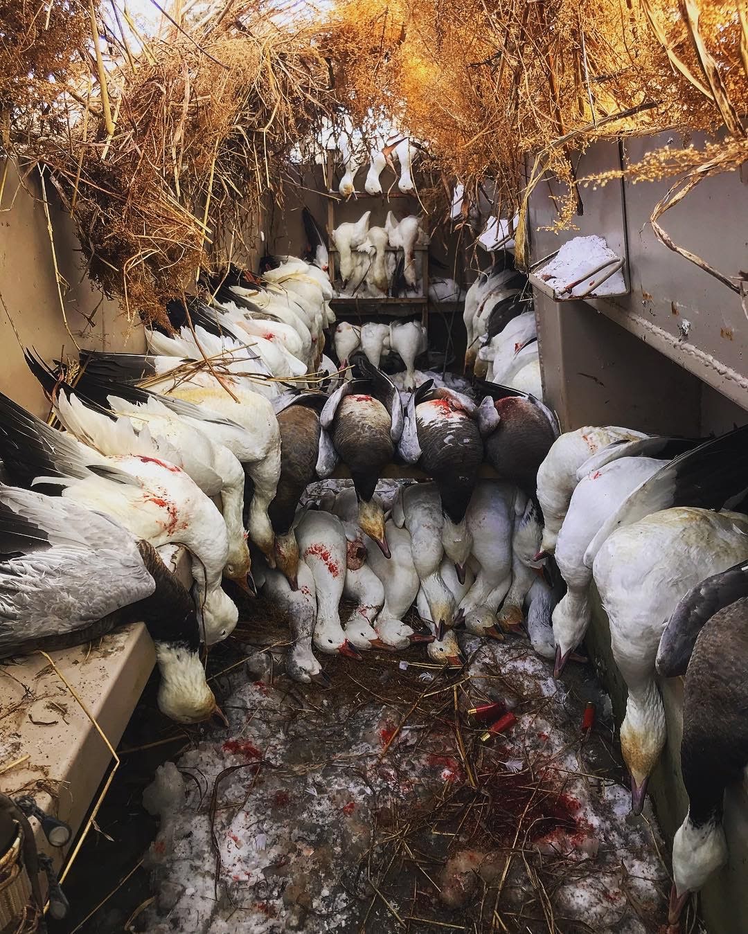 Spring Snow Goose Hunts Whiteout Outfitters 144