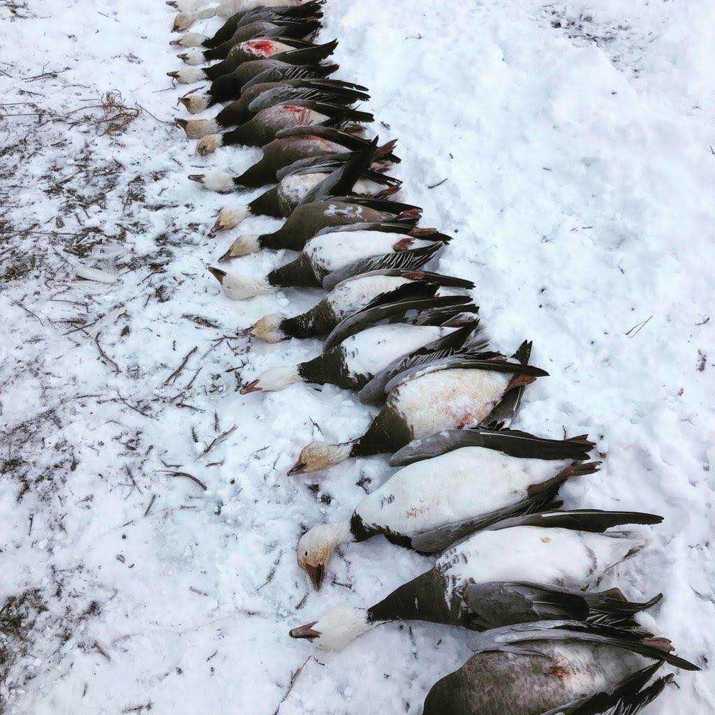 Whiteout Outfitters Spring Snow Goose Hunts IMG_0178.jpg