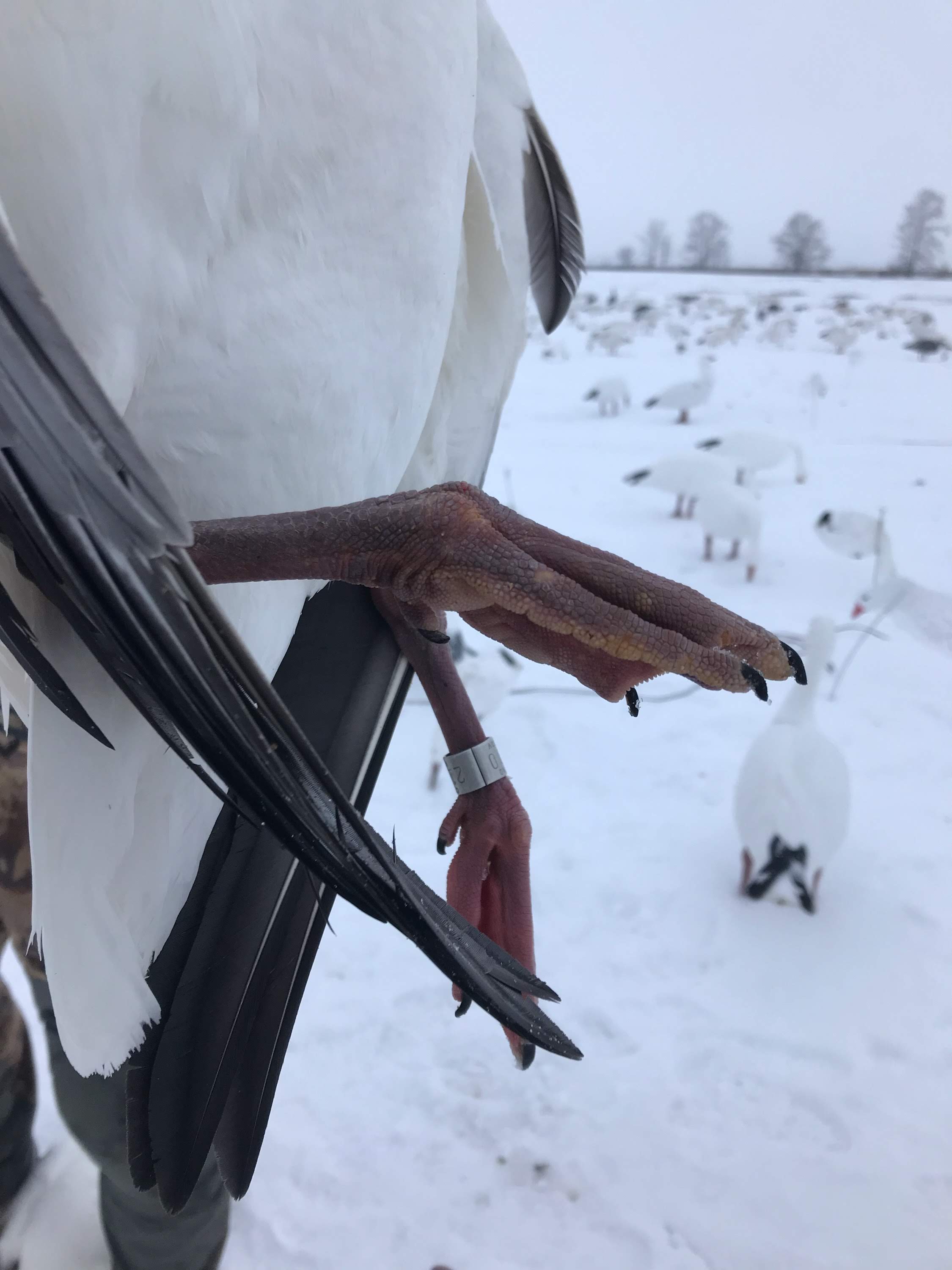 Spring Snow Goose Hunts Whiteout Outfitters 148