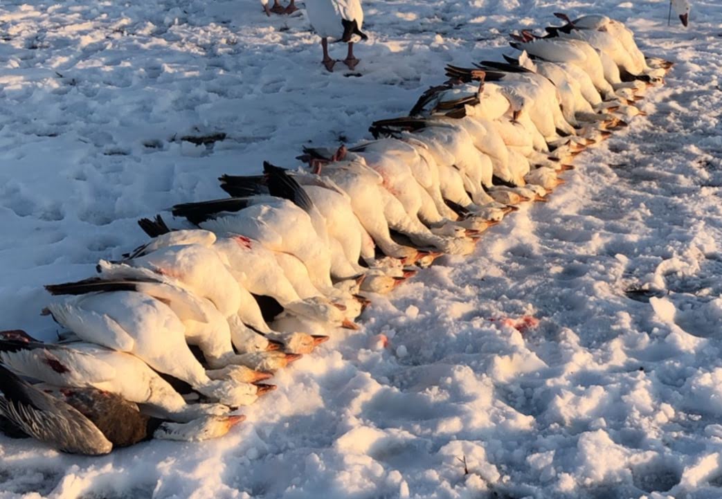 Whiteout Outfitters Spring Snow Goose Hunts IMG_0209.jpg