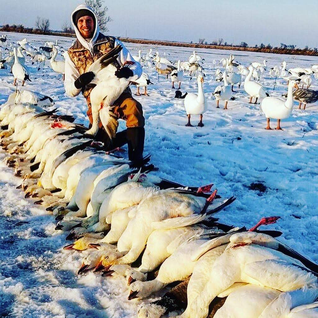Spring Snow Goose Hunts Whiteout Outfitters 155