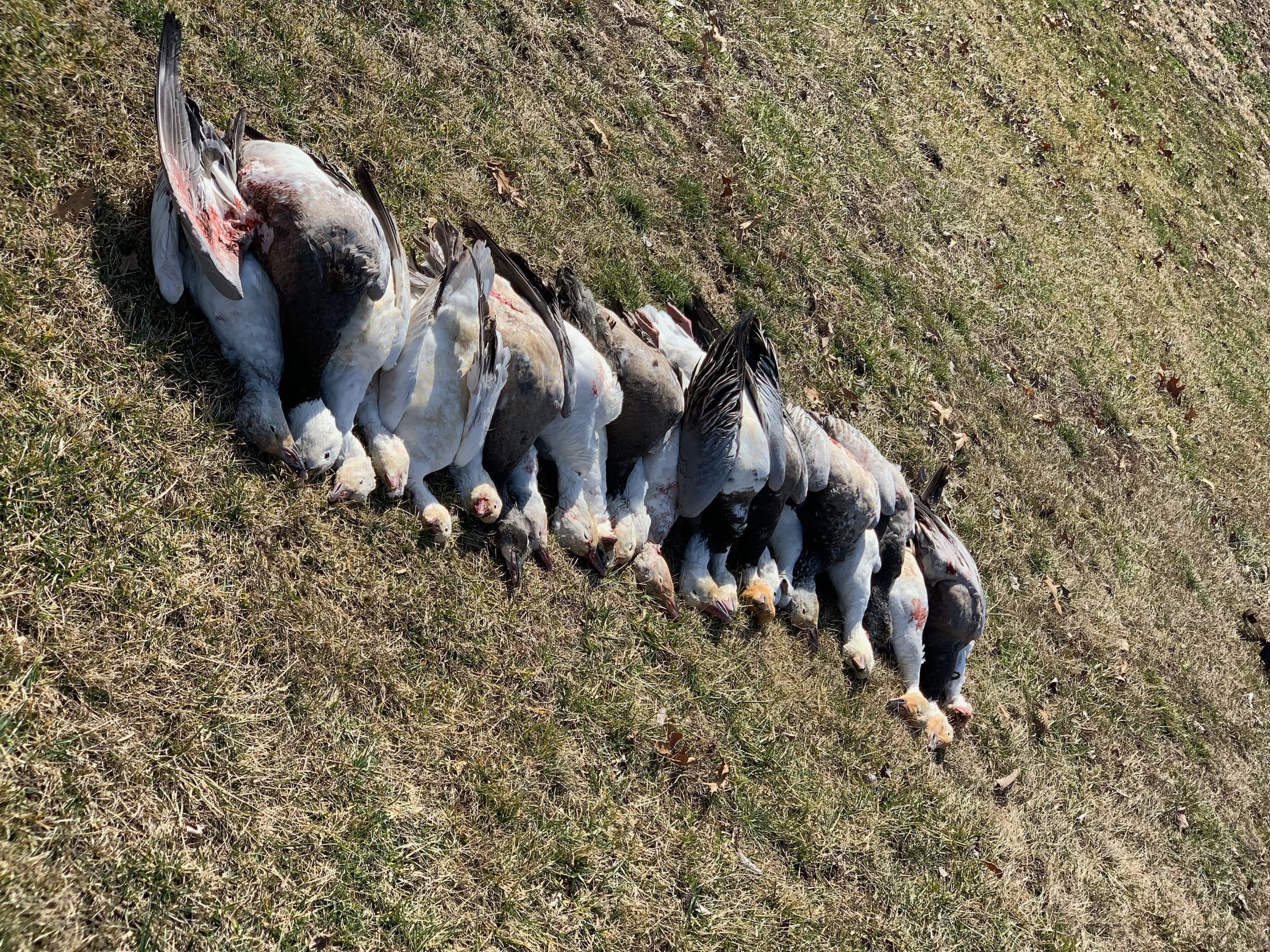 Spring Snow Goose Hunts Whiteout Outfitters 95