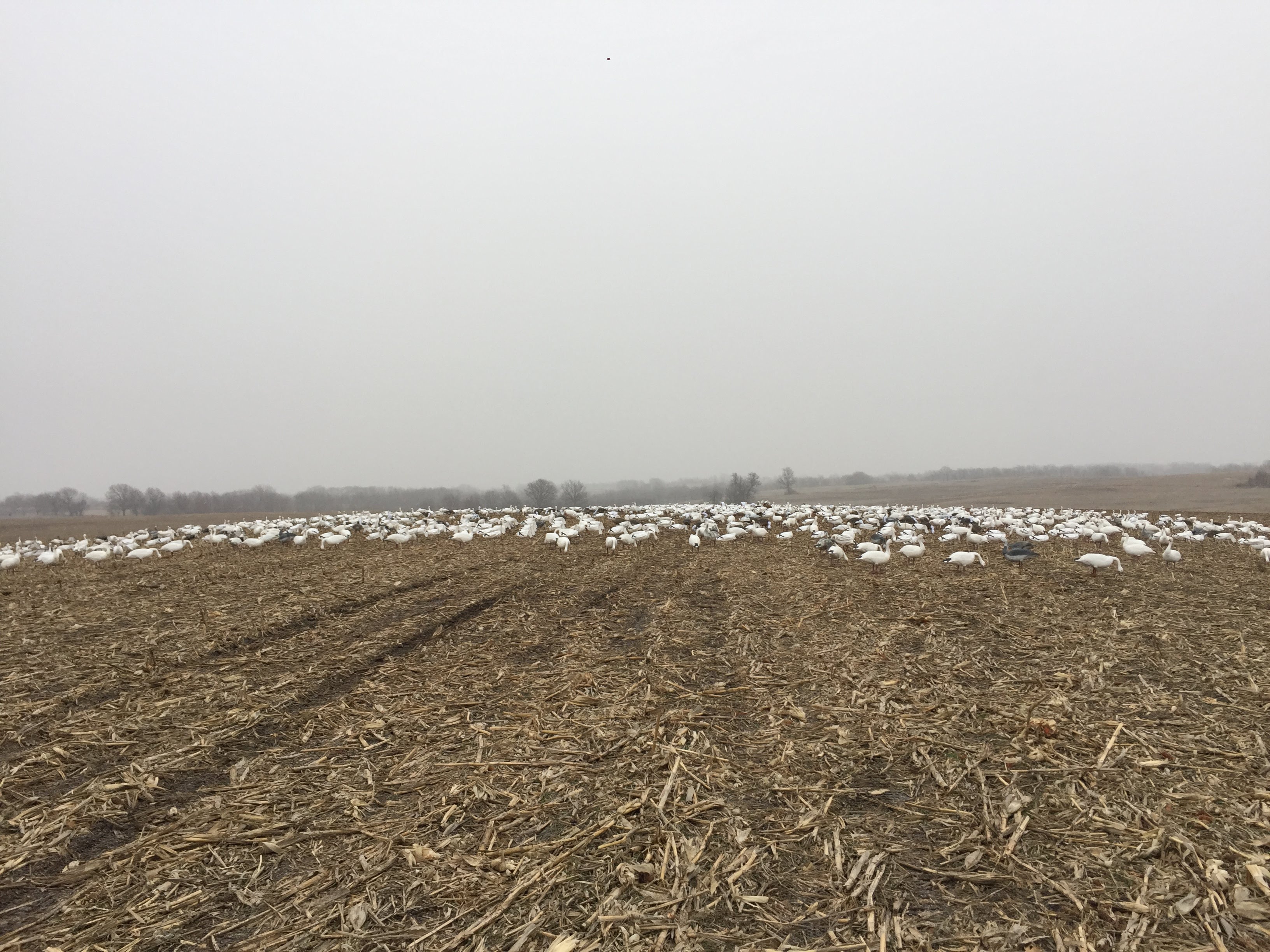 Whiteout Outfitters Spring Snow Goose Hunts IMG_2204.jpg