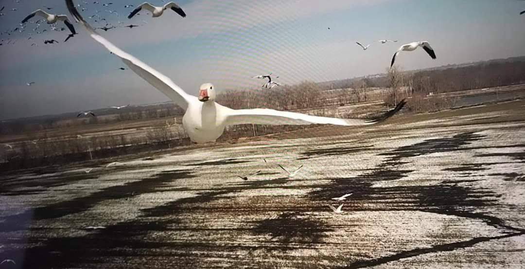 Spring Snow Goose Hunts Whiteout Outfitters 108