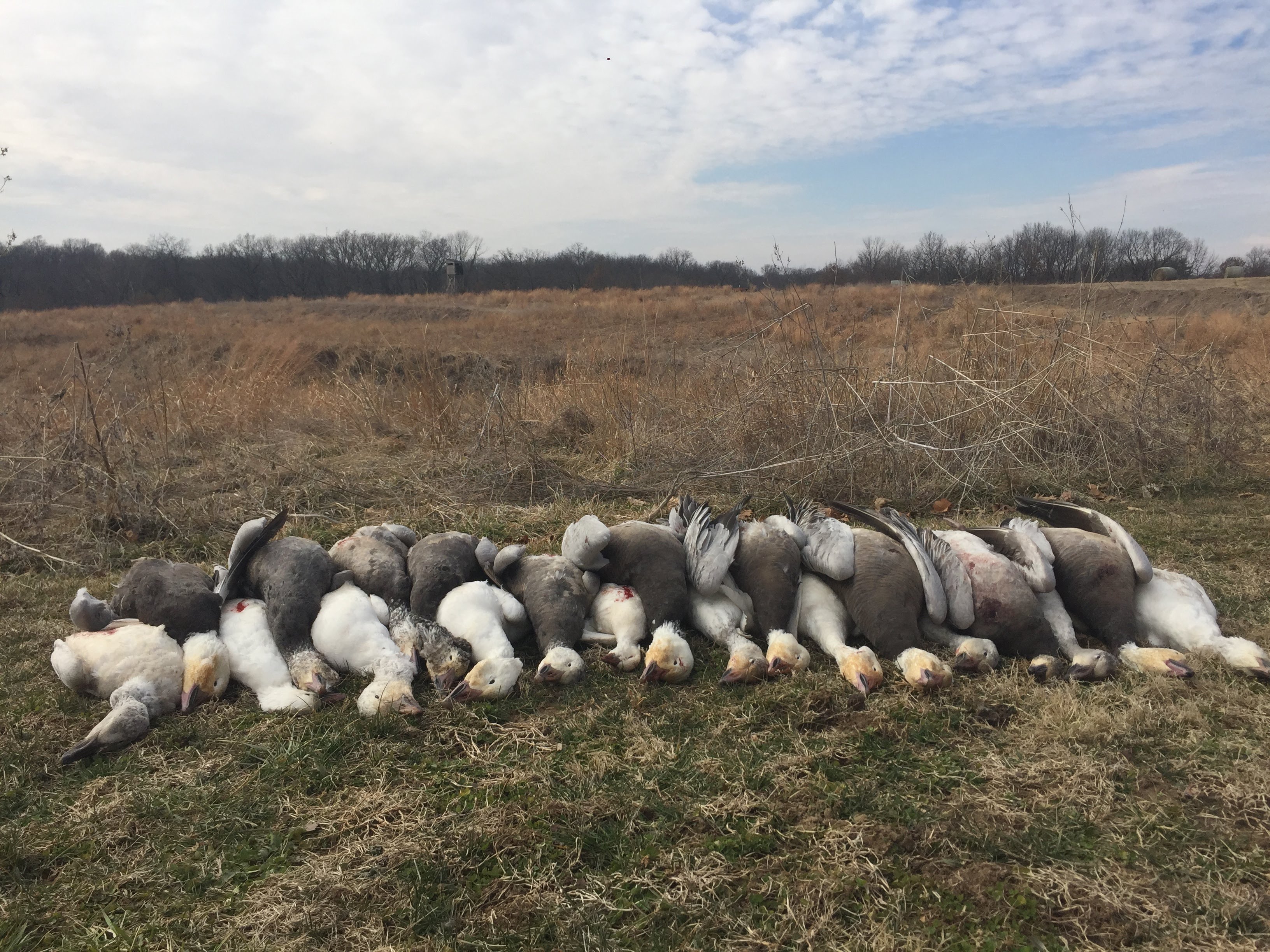 Spring Snow Goose Hunts Whiteout Outfitters 114